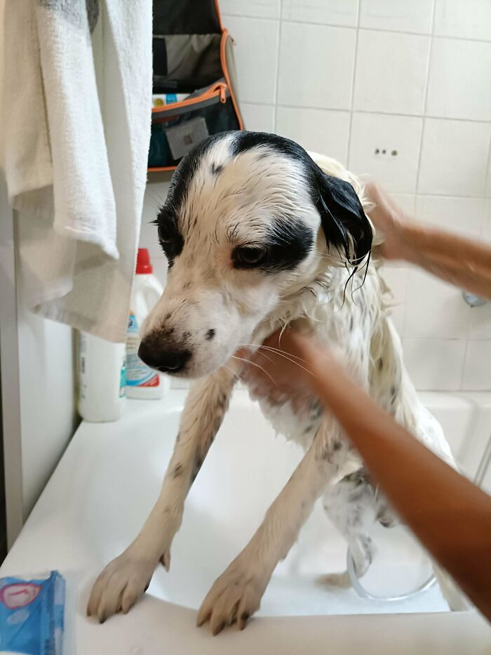 Dogs After Baths: Priceless 'Why Did You Do This?' Faces