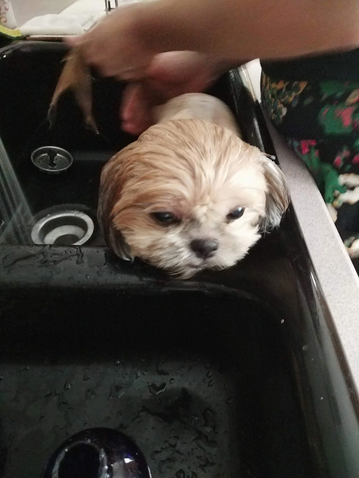 Dogs After Baths: Priceless 'Why Did You Do This?' Faces