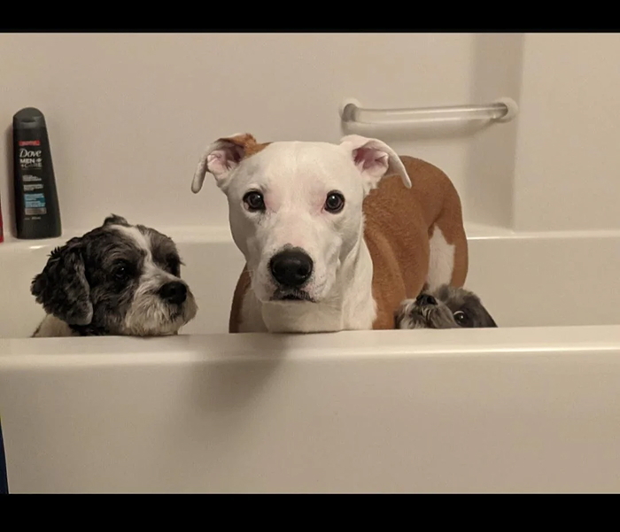 Dogs After Baths: Priceless 'Why Did You Do This?' Faces