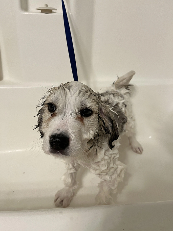 Dogs After Baths: Priceless 'Why Did You Do This?' Faces