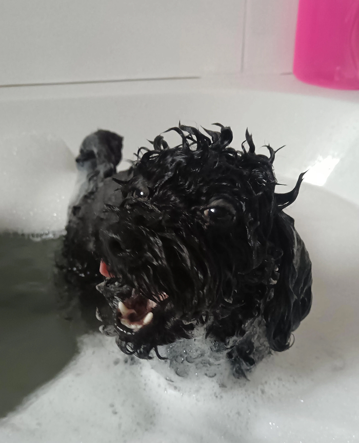 Dogs After Baths: Priceless 'Why Did You Do This?' Faces