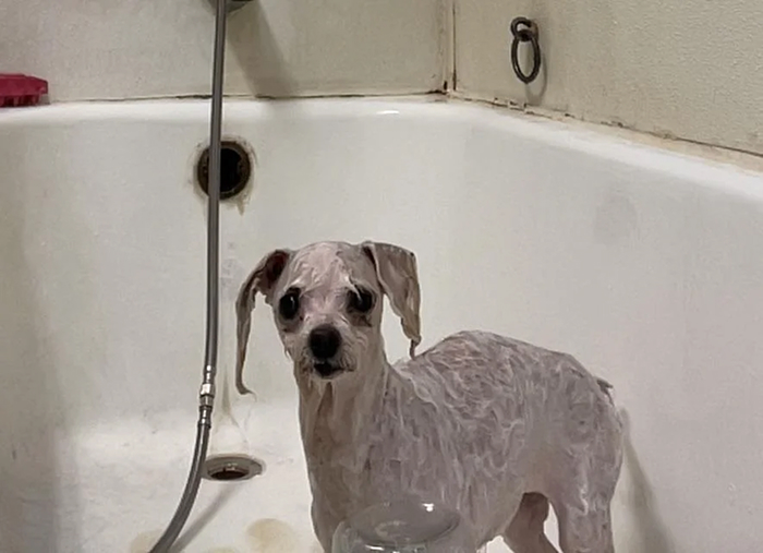 Dogs After Baths: Priceless 'Why Did You Do This?' Faces