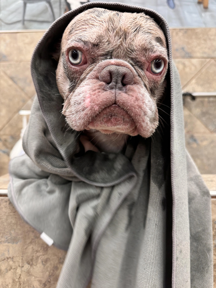 Dogs After Baths: Priceless 'Why Did You Do This?' Faces