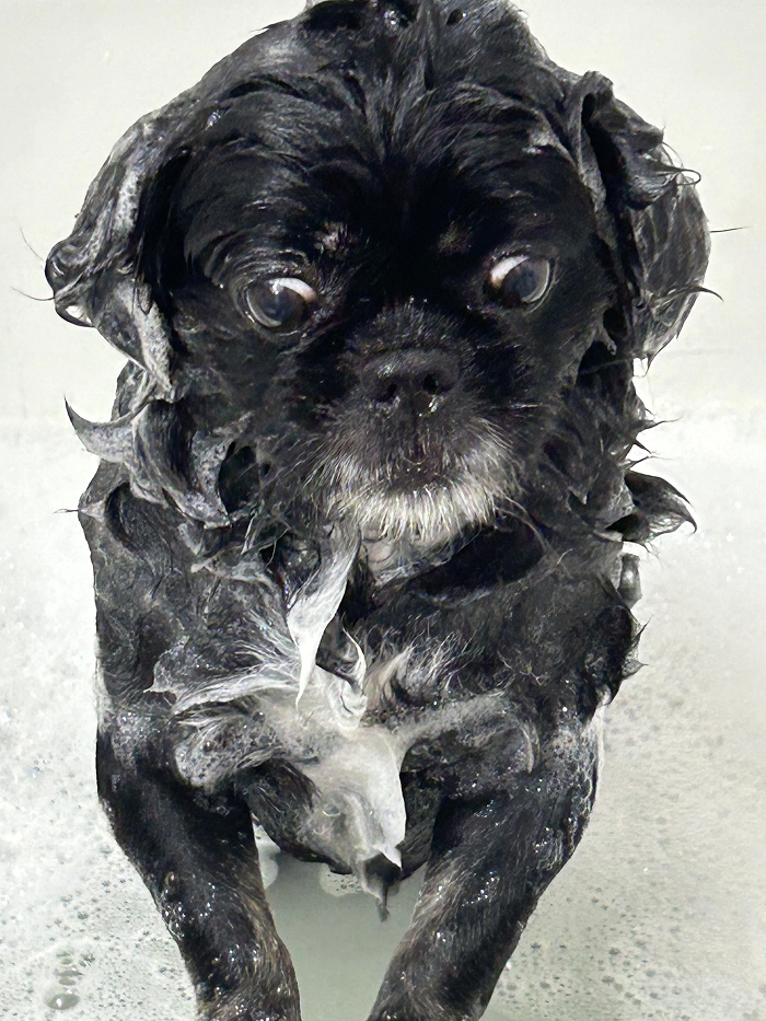 Dogs After Baths: Priceless 'Why Did You Do This?' Faces