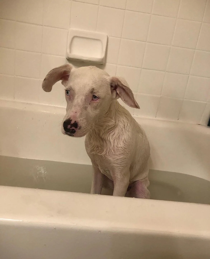 Dogs After Baths: Priceless 'Why Did You Do This?' Faces