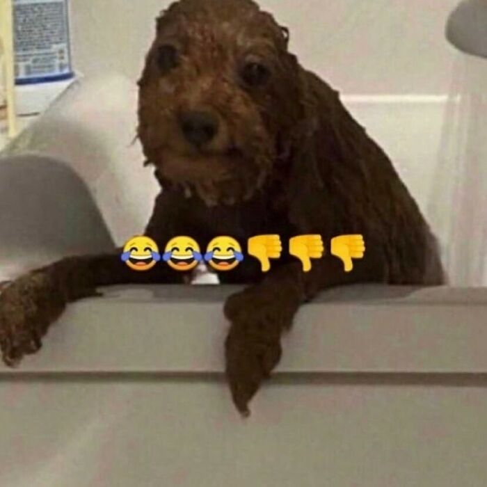 Dogs After Baths: Priceless 'Why Did You Do This?' Faces