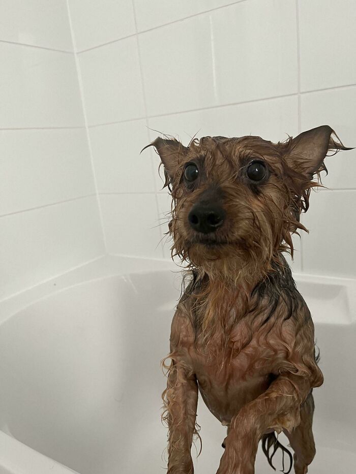 Dogs After Baths: Priceless 'Why Did You Do This?' Faces