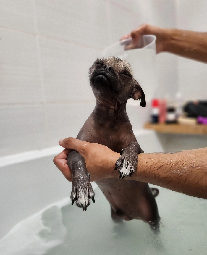 Dogs After Baths: Priceless 'Why Did You Do This?' Faces