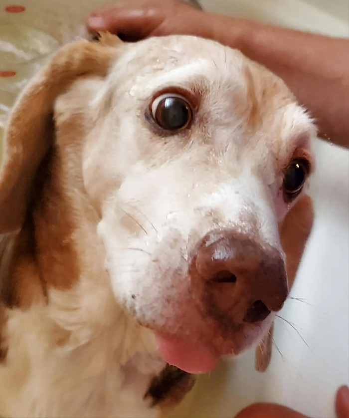 Dogs After Baths: Priceless 'Why Did You Do This?' Faces