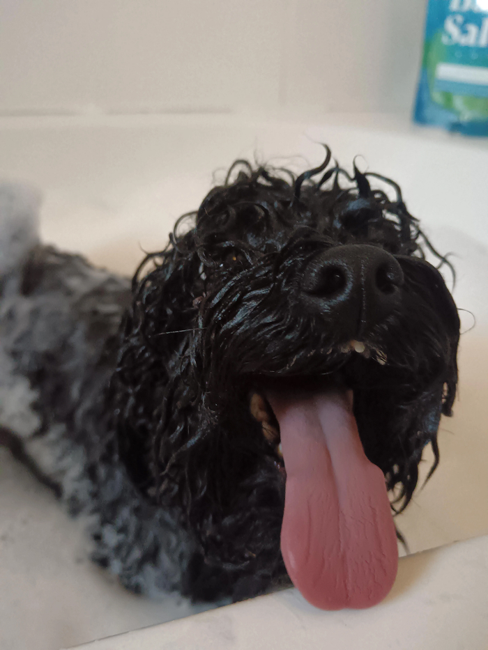 Dogs After Baths: Priceless 'Why Did You Do This?' Faces