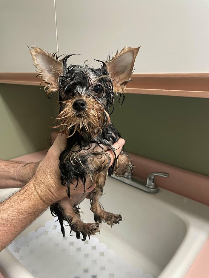 Dogs After Baths: Priceless 'Why Did You Do This?' Faces