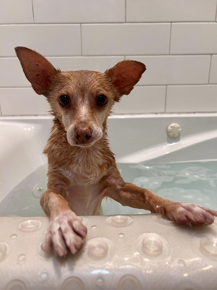 Dogs After Baths: Priceless 'Why Did You Do This?' Faces