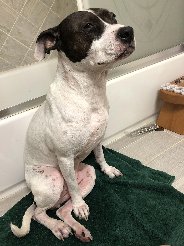 Dogs After Baths: Priceless 'Why Did You Do This?' Faces