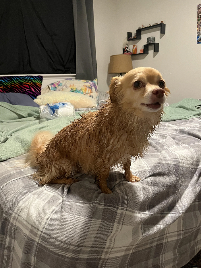 Dogs After Baths: Priceless 'Why Did You Do This?' Faces