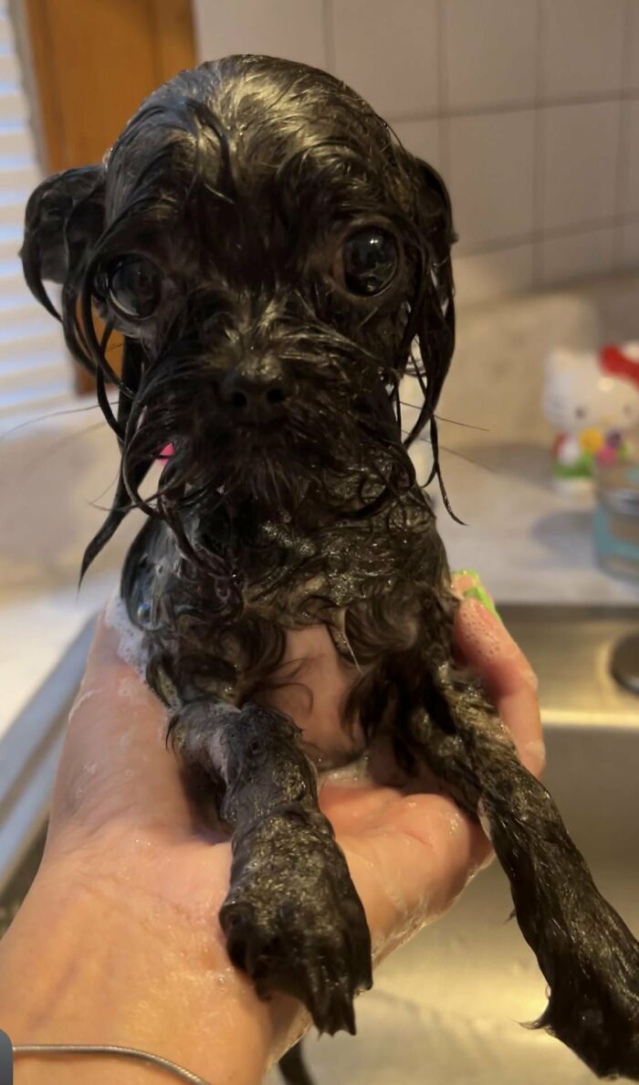 Dogs After Baths: Priceless 'Why Did You Do This?' Faces