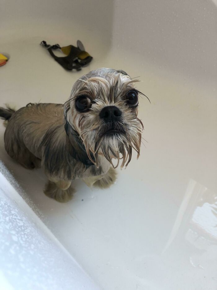 Dogs After Baths: Priceless 'Why Did You Do This?' Faces