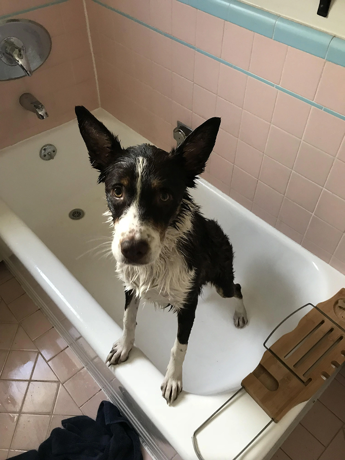 Dogs After Baths: Priceless 'Why Did You Do This?' Faces