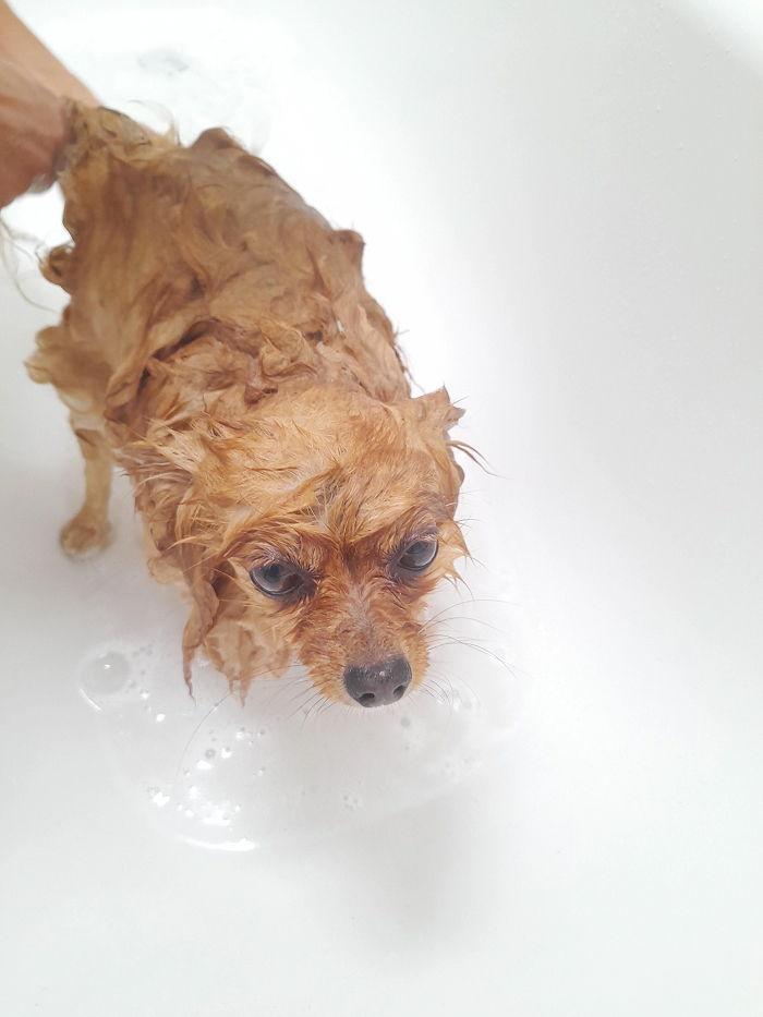 Dogs After Baths: Priceless 'Why Did You Do This?' Faces