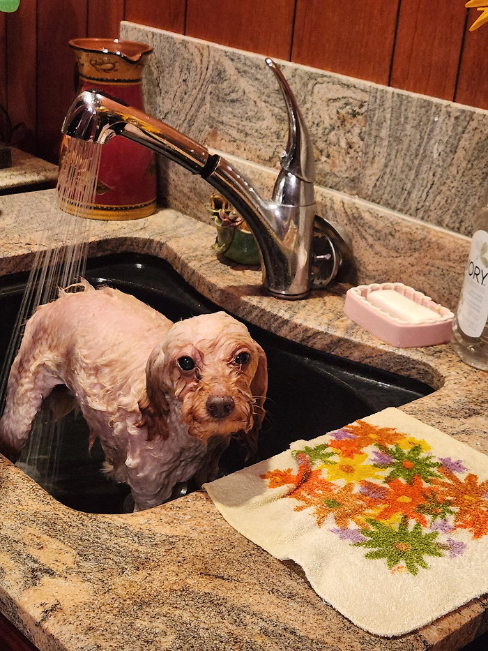 Dogs After Baths: Priceless 'Why Did You Do This?' Faces