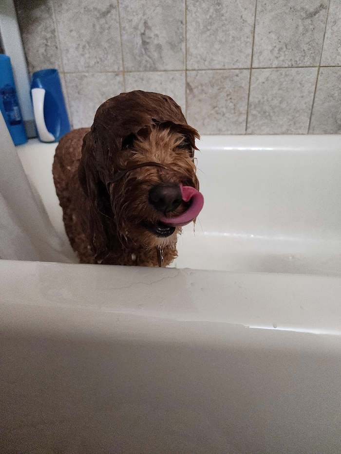 Dogs After Baths: Priceless 'Why Did You Do This?' Faces