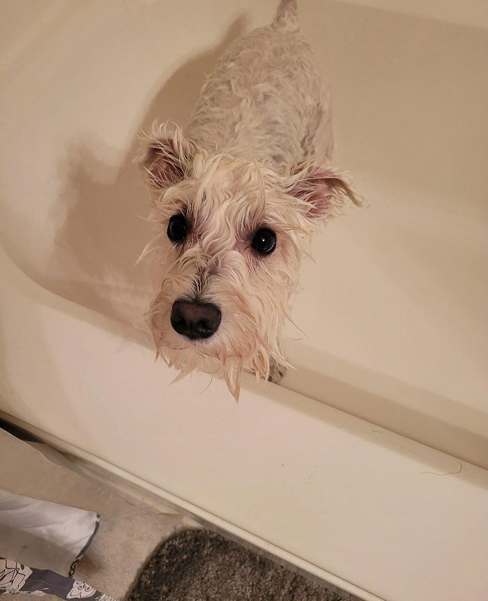 Dogs After Baths: Priceless 'Why Did You Do This?' Faces
