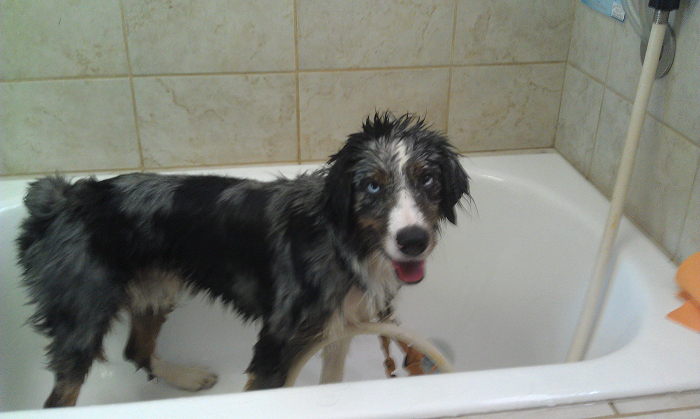Dogs After Baths: Priceless 'Why Did You Do This?' Faces