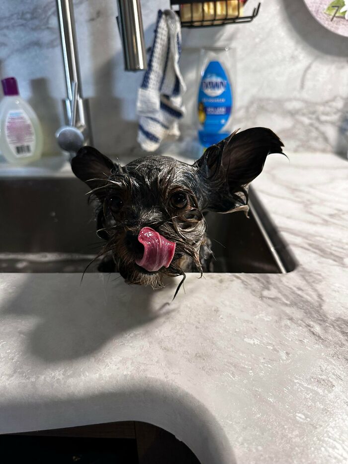 Dogs After Baths: Priceless 'Why Did You Do This?' Faces