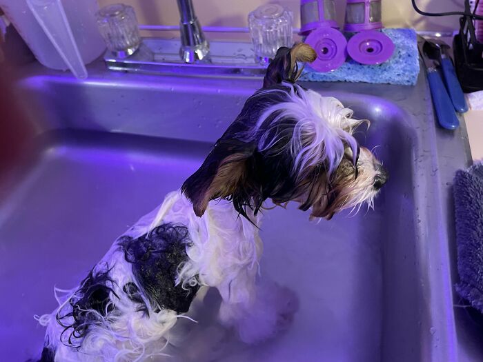 Dogs After Baths: Priceless 'Why Did You Do This?' Faces