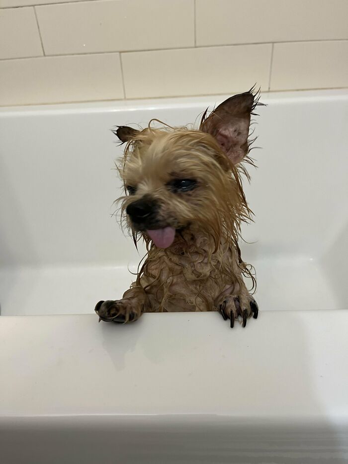 Dogs After Baths: Priceless 'Why Did You Do This?' Faces