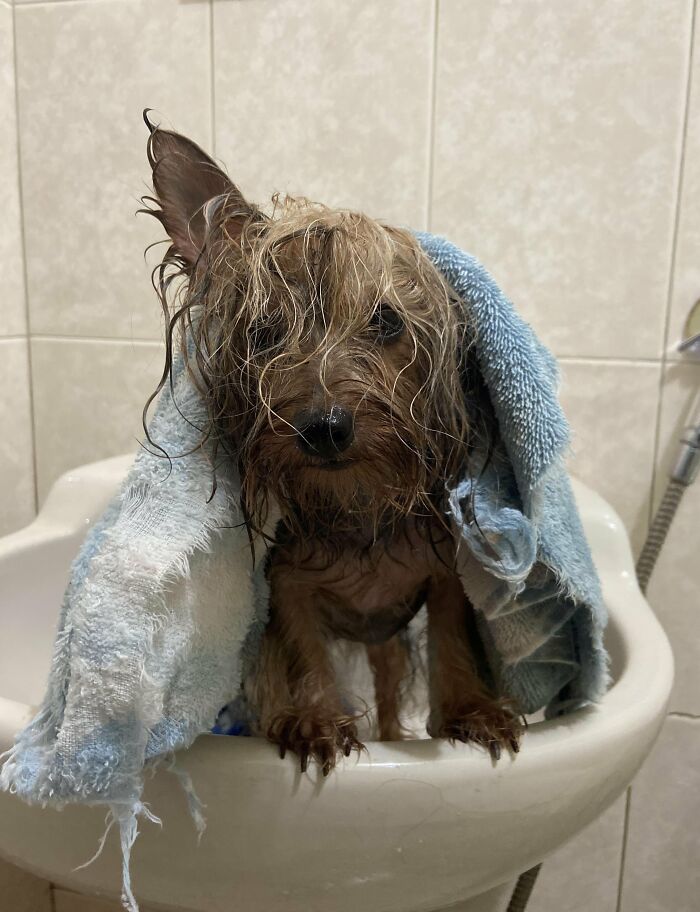 Dogs After Baths: Priceless 'Why Did You Do This?' Faces