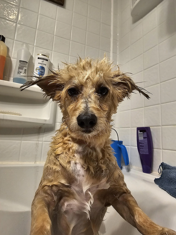 Dogs After Baths: Priceless 'Why Did You Do This?' Faces