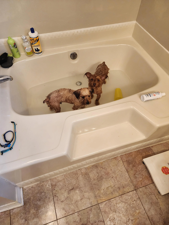 Dogs After Baths: Priceless 'Why Did You Do This?' Faces