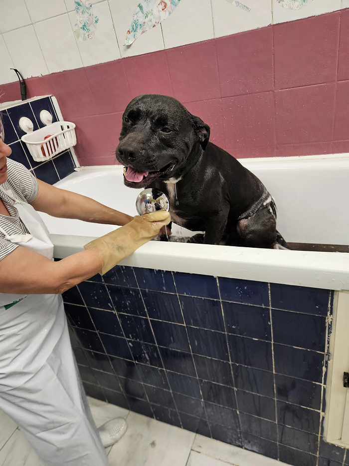 Dogs After Baths: Priceless 'Why Did You Do This?' Faces