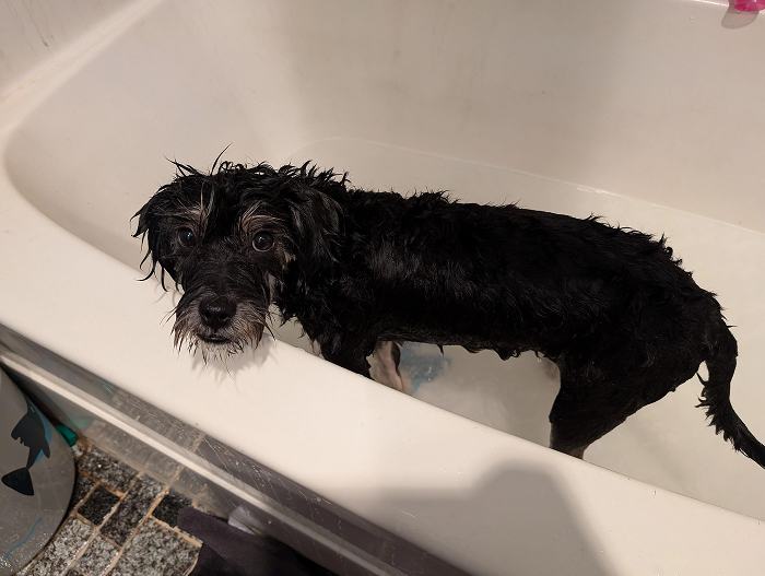 Dogs After Baths: Priceless 'Why Did You Do This?' Faces