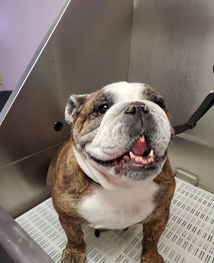 Dogs After Baths: Priceless 'Why Did You Do This?' Faces