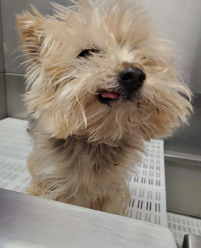 Dogs After Baths: Priceless 'Why Did You Do This?' Faces