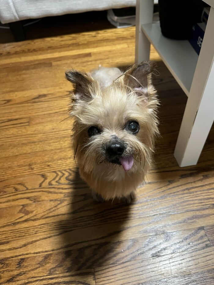 Dogs After Baths: Priceless 'Why Did You Do This?' Faces