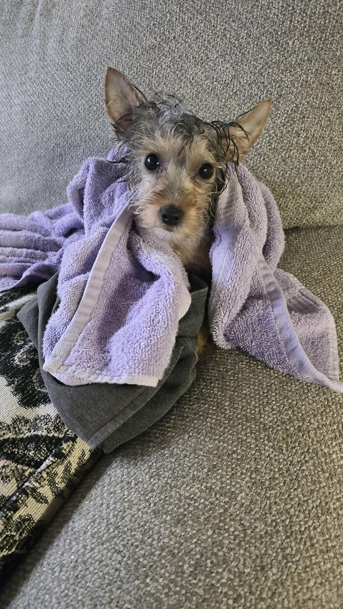 Dogs After Baths: Priceless 'Why Did You Do This?' Faces