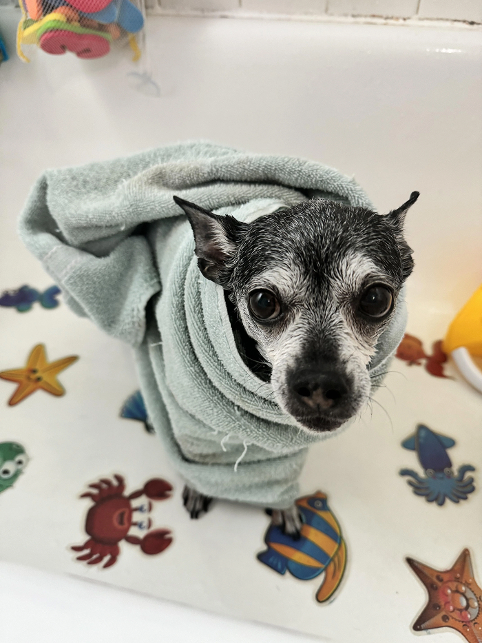 Dogs After Baths: Priceless 'Why Did You Do This?' Faces