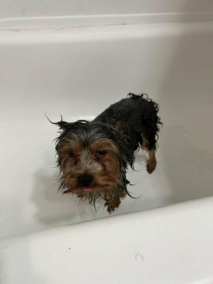 Dogs After Baths: Priceless 'Why Did You Do This?' Faces