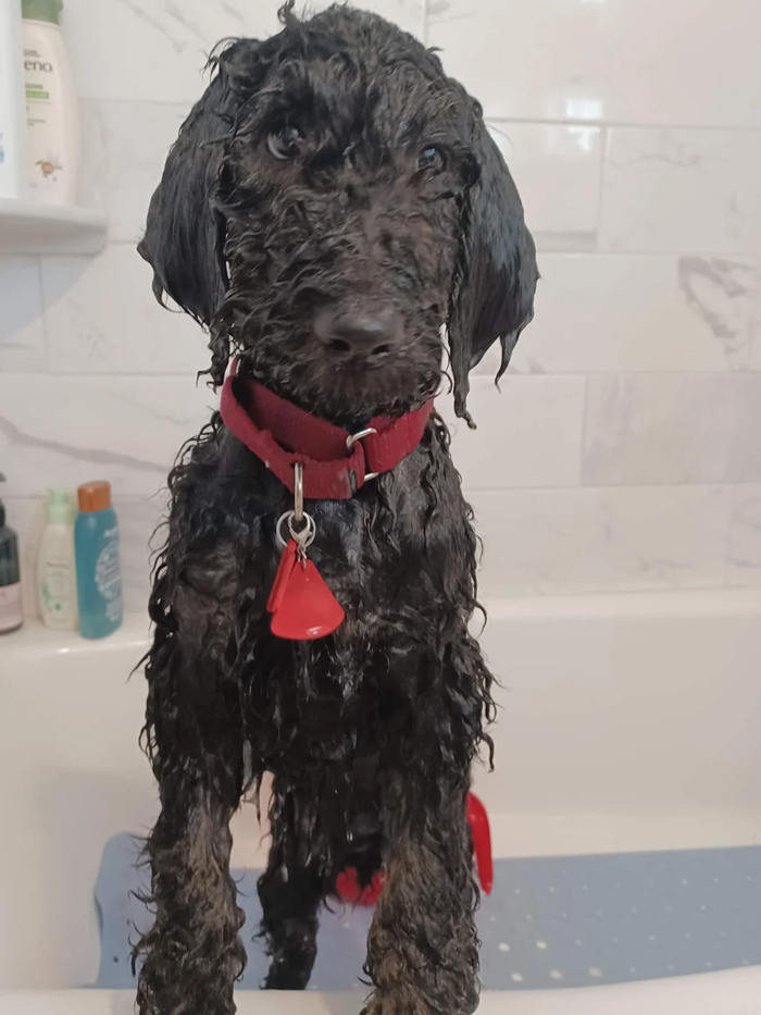 Dogs After Baths: Priceless 'Why Did You Do This?' Faces