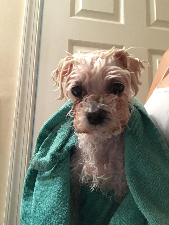 Dogs After Baths: Priceless 'Why Did You Do This?' Faces