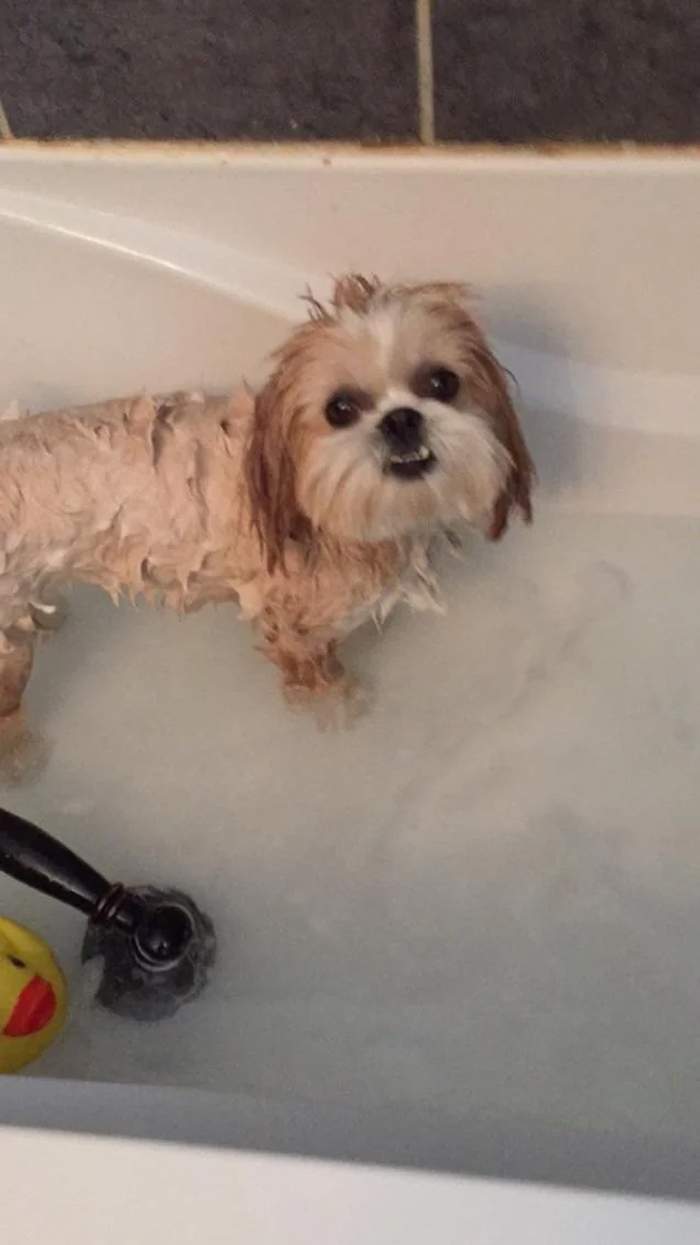 Dogs After Baths: Priceless 'Why Did You Do This?' Faces