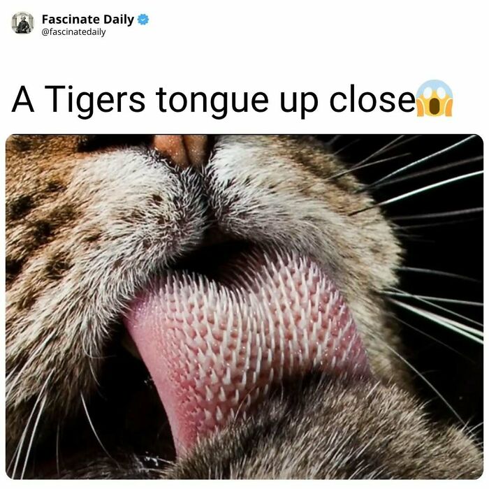 68 Mind-Blowing Facts That’ll Make You Go "Wait, What?!"
