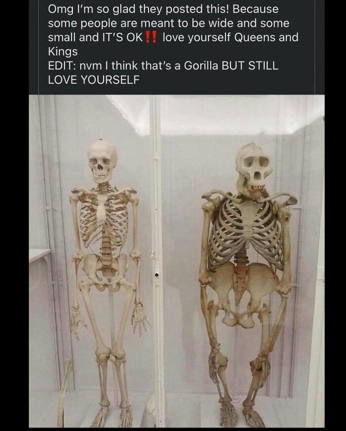 Wait, They Actually Ranked These Hilarious Memes?!