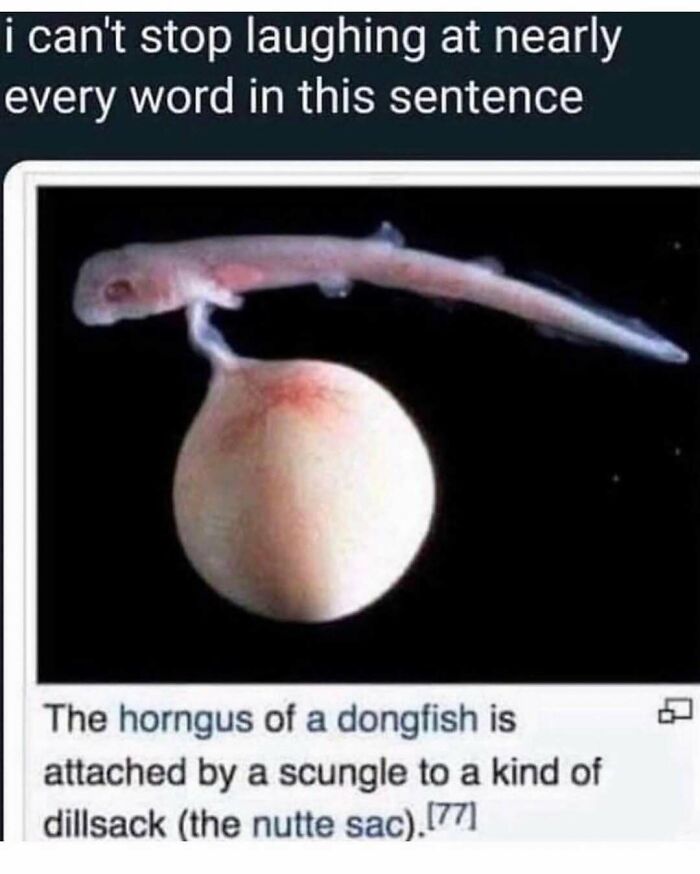 Wait, They Actually Ranked These Hilarious Memes?!