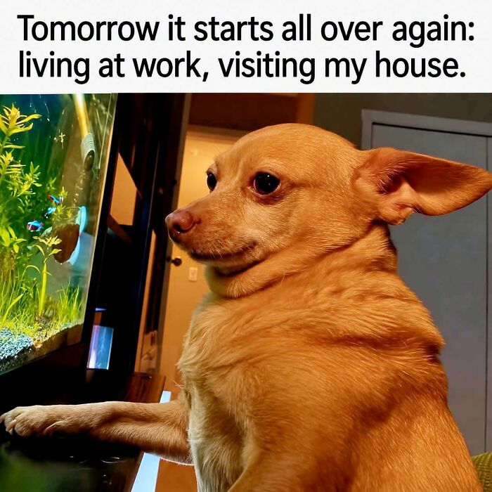Let's Laugh At Work: 36 Sarcastic Memes That Nail The Monday Blues