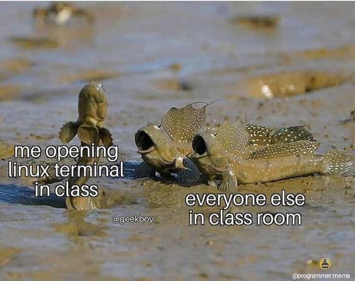 Wait, They Actually Ranked These Programmer Memes?!