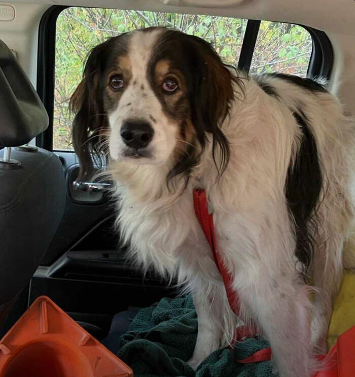 The Rescue Dog Who Played The Ultimate Role: Lifeguard For Her Owner