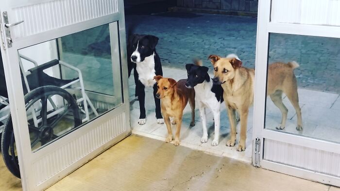 Hospital Dog Squad: Four Pups Wait Outside While Their Homeless Dad Gets Treated